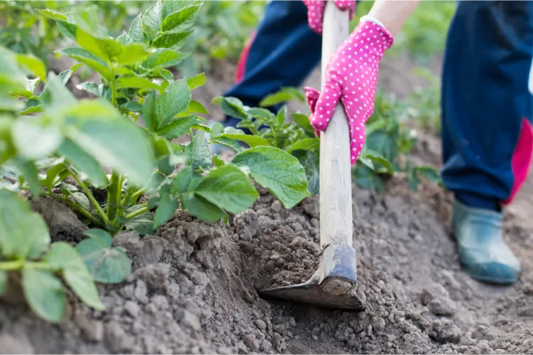 The Essential Guide to Earthing Up Potatoes